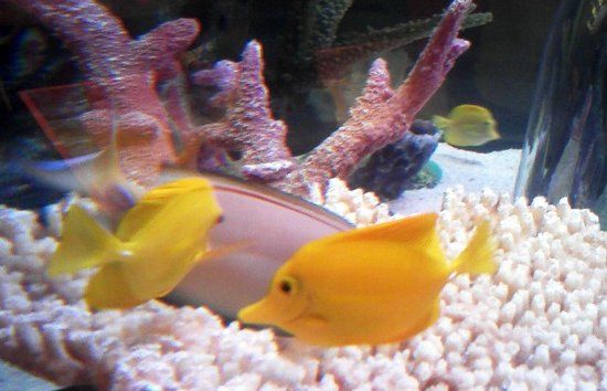 Aquarium Sea Life Kansas City